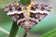 Chrysolarentia vicissata Moth (Chrysolarentia vicissata)